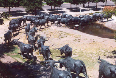Picture of Cattle Herd in Downtown Dallas