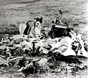 Picture of Remains at Little Bighorn Battlefield