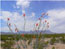 Picture of Red Flowers